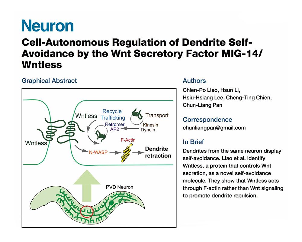 Protein Wntless Identified as a Novel Self-Avoidance Molecule-封面圖