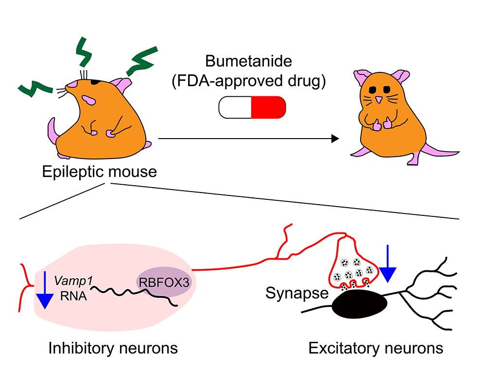 Novel Pathogenic Mechanisms of Epilepsy Were Revealed-封面圖