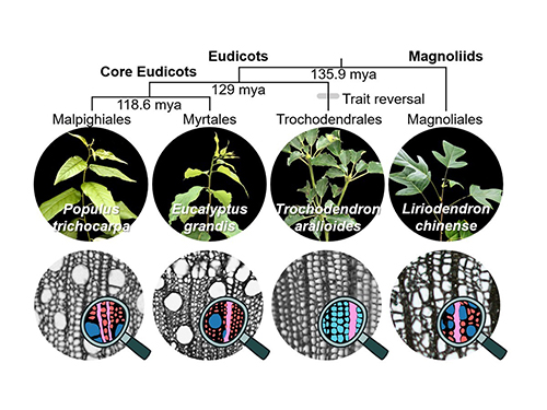 Single-Cell Transcriptomics Unveils Xylem Cell Development and Evolution-封面圖