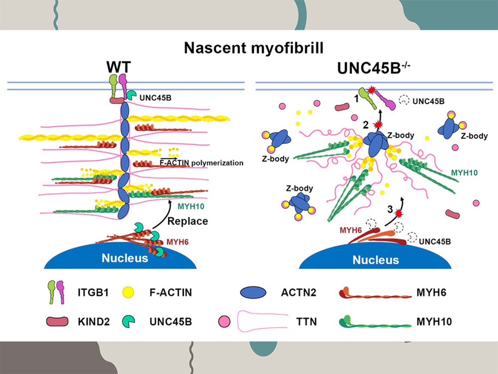 Prof. Su-Yi Tsai and Team Achieved Recognition in Stem Cell Reports-封面圖