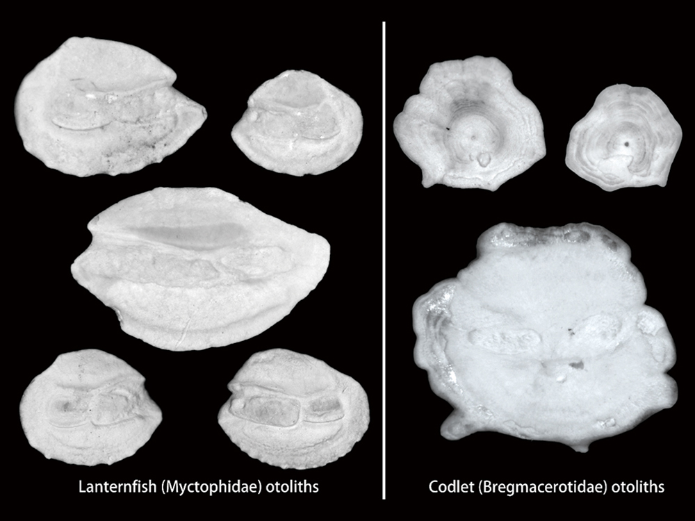 Exciting Discovery Reveals Link Between Deep-Sea Fish and Changing Seawater Temperatures-封面圖