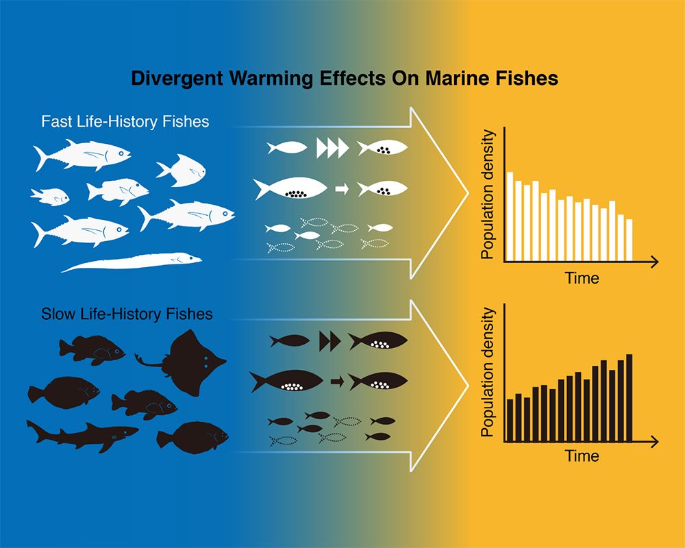 預測印度、太平洋魚種在海水暖化下的數(shù)量趨勢-封面圖