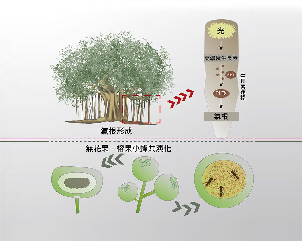 從基因體研究窺探榕樹和榕果小蜂之共生　參與國際團隊合作之傑出成果-封面圖