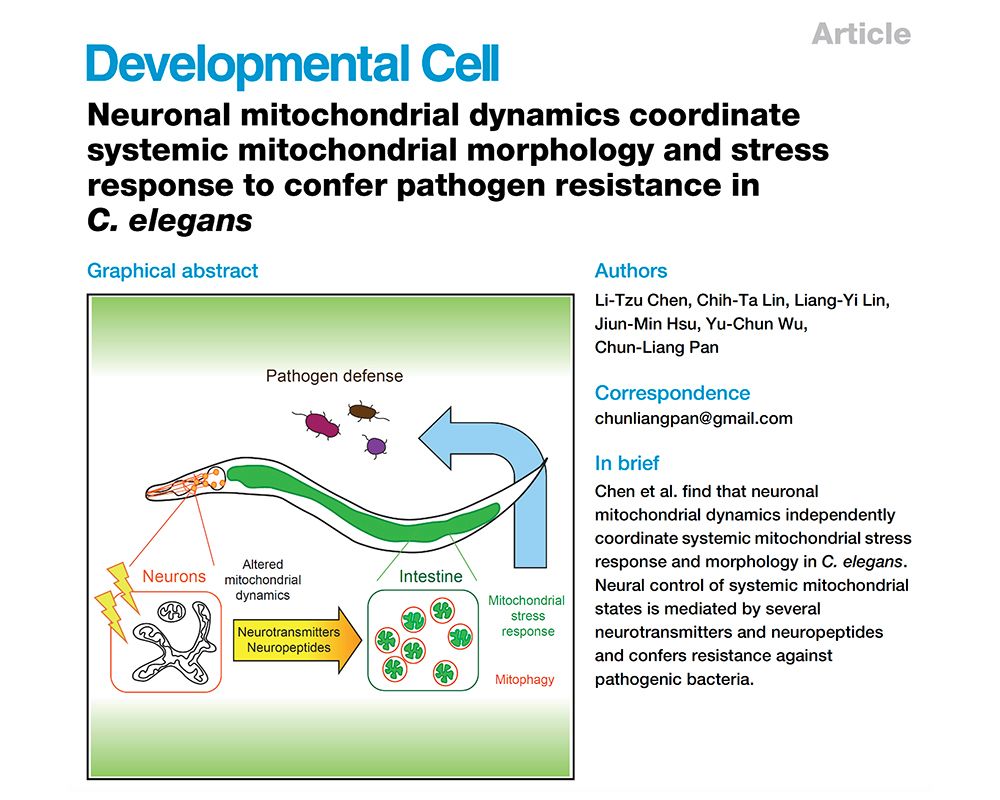 醫(yī)學院分子醫(yī)學研究所潘俊良教授團隊 發(fā)現神經訊號遙控全身粒線體狀態(tài)的新機制-封面圖