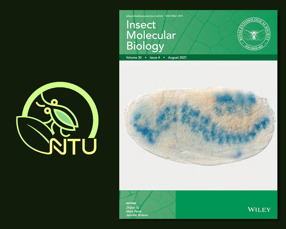 新版新氣象：昆蟲學系蚜蟲發(fā)育基因研究 第六度榮登國際期刊封面-封面圖
