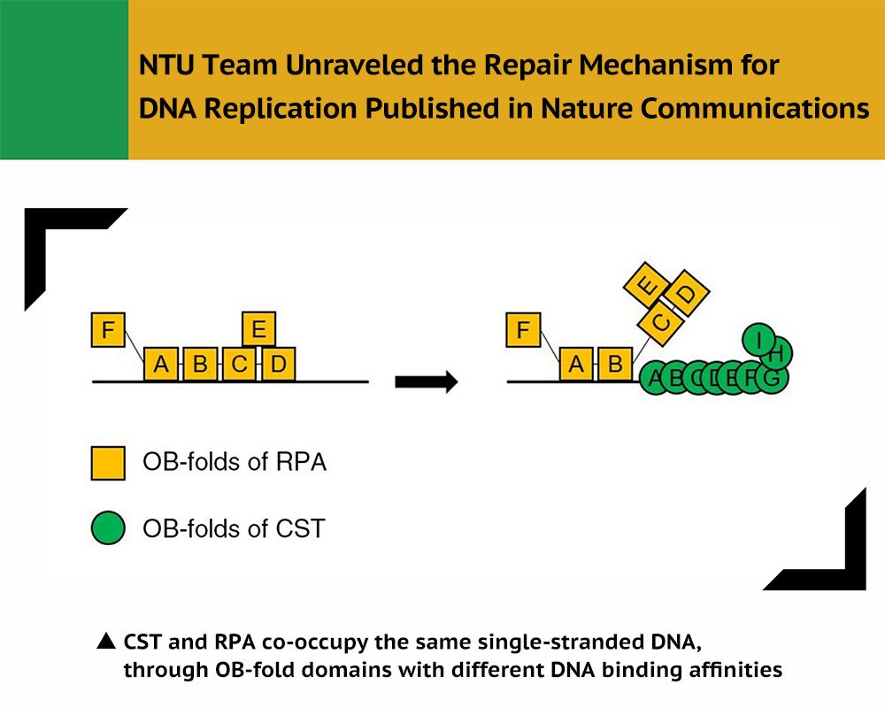 臺大團隊解開DNA複製修復機制研究成果發(fā)表於Nature Communications-封面圖