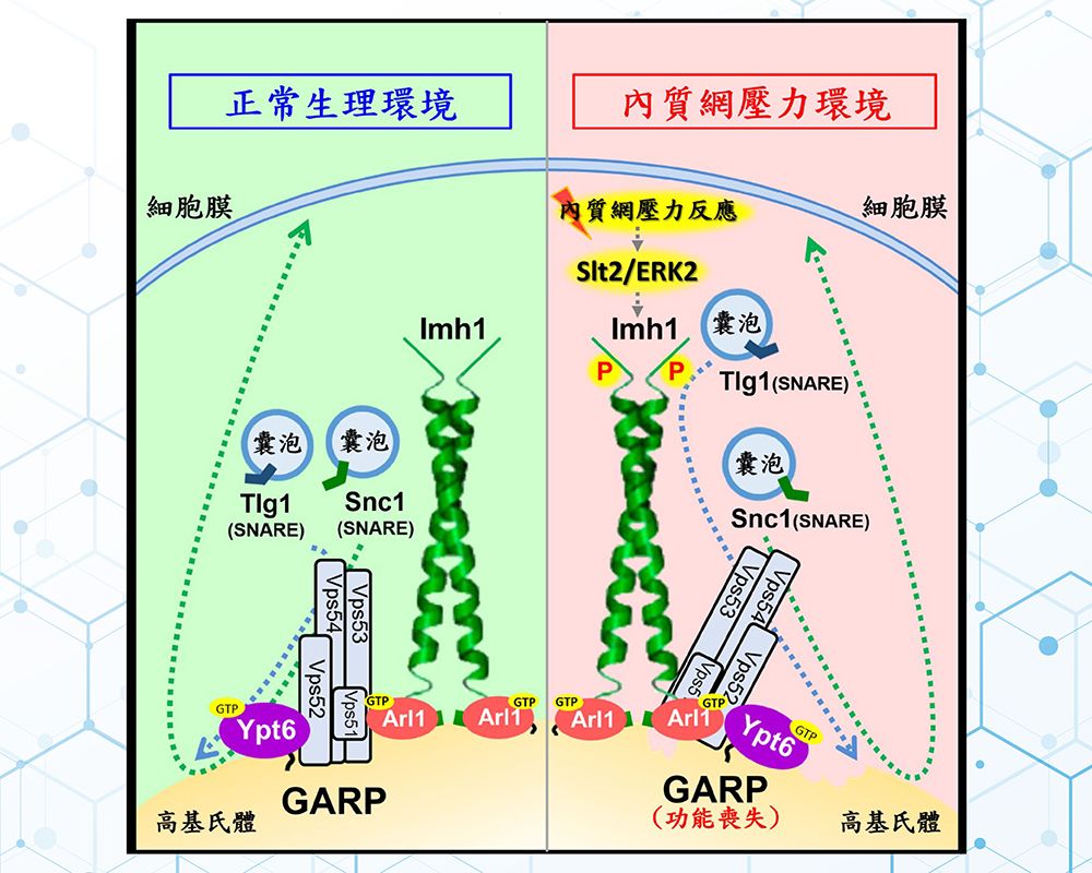 內(nèi)質(zhì)網(wǎng)壓力誘導(dǎo)高基氏體逆向運(yùn)輸功能之新發(fā)現(xiàn)-封面圖