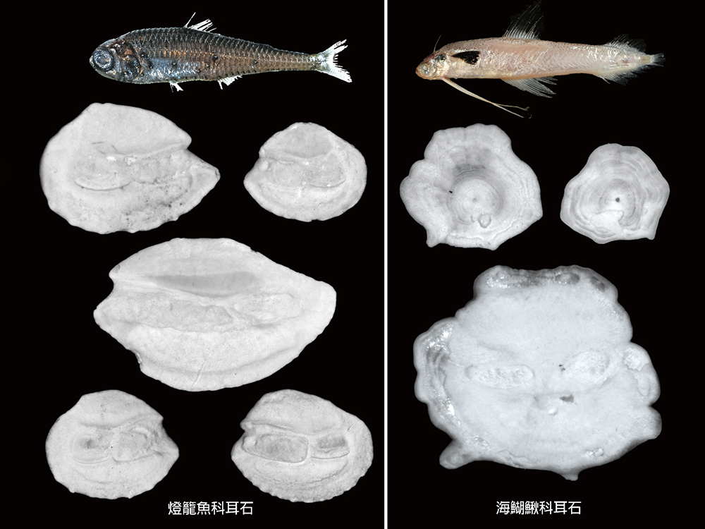 深海沉積物揭示魚類生態(tài)與海水溫度具有密切關(guān)係-封面圖