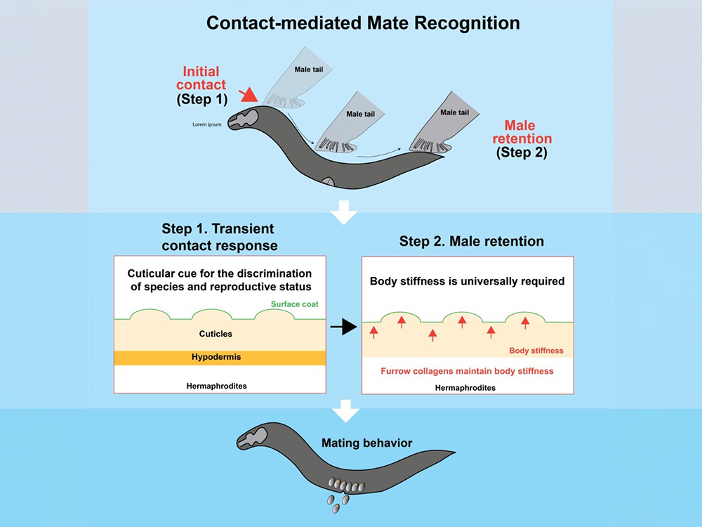 臺(tái)大分細(xì)所陳俊豪助理教授與跨國(guó)團(tuán)隊(duì)攜手合作發(fā)現(xiàn)線蟲身體硬度會(huì)影響接觸性的伴侶辨識(shí)的社交行為　成果發(fā)表於國(guó)際期刊《當(dāng)代生物學(xué)》 Current Biology-封面圖