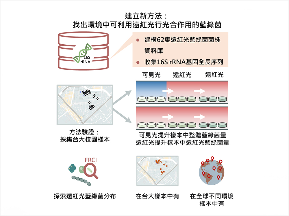 建立鑑定藍(lán)綠菌的新方法顯示以遠(yuǎn)紅光行光合作用的藍(lán)綠菌也存在臺(tái)大校園中-封面圖