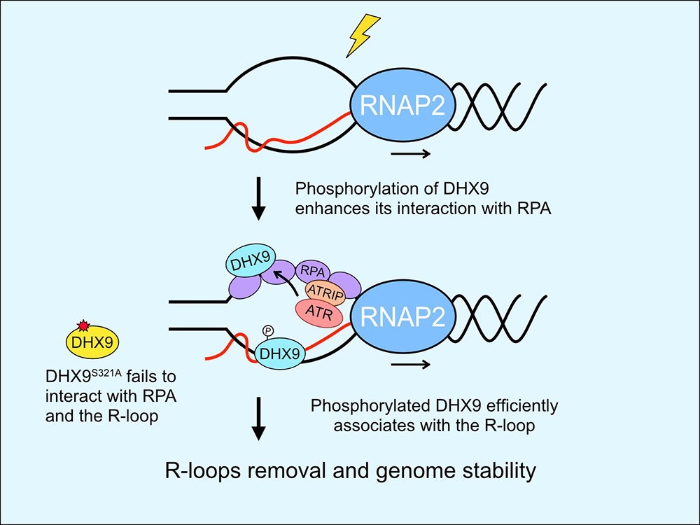 臺(tái)大吳青錫助理教授團(tuán)隊(duì)研究成果刊登於 Nucleic Acids Research 期刊-封面圖