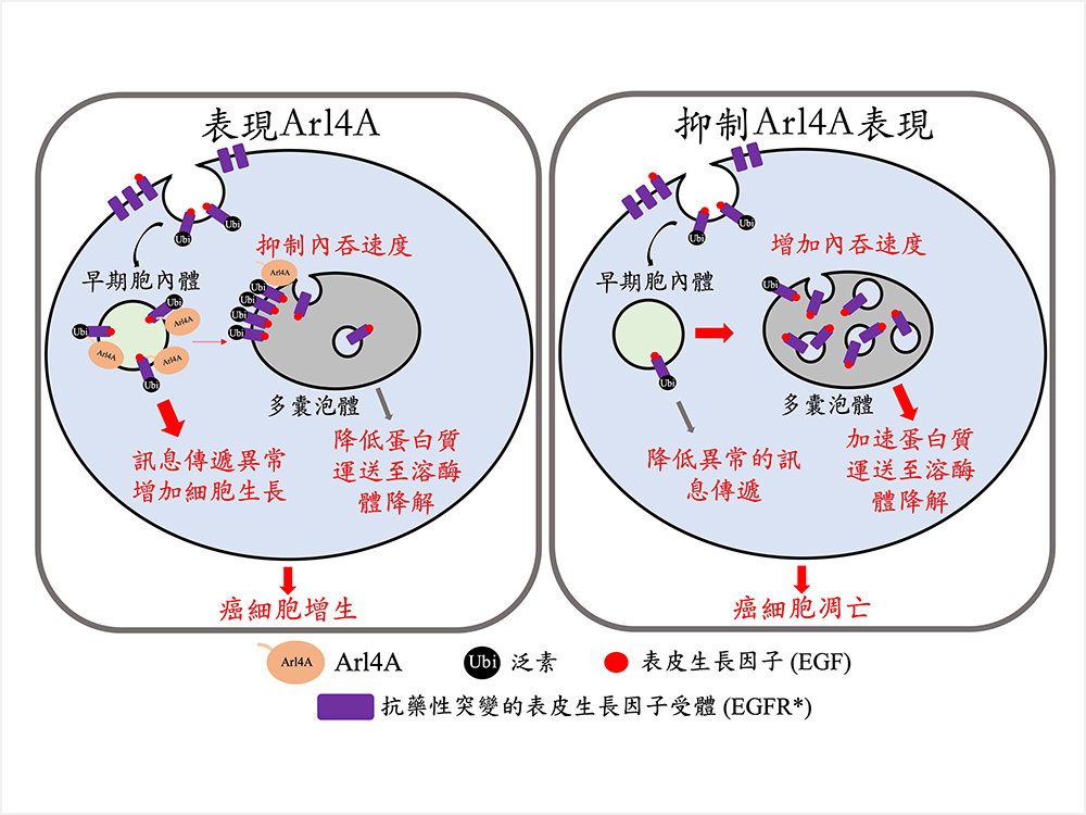 Arl4A可調(diào)控癌細(xì)胞 中表皮生長(zhǎng)因子受體(EGFR)之降解-封面圖