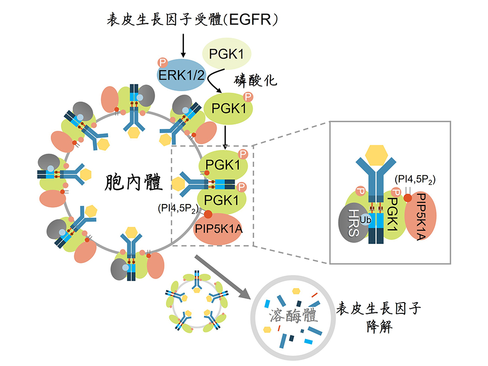 生化科學(xué)研究所許家維老師團(tuán)隊(duì) 解開細(xì)胞內(nèi)蛋白質(zhì)降解機(jī)制 研究成果發(fā)表於 Nature Communications-封面圖