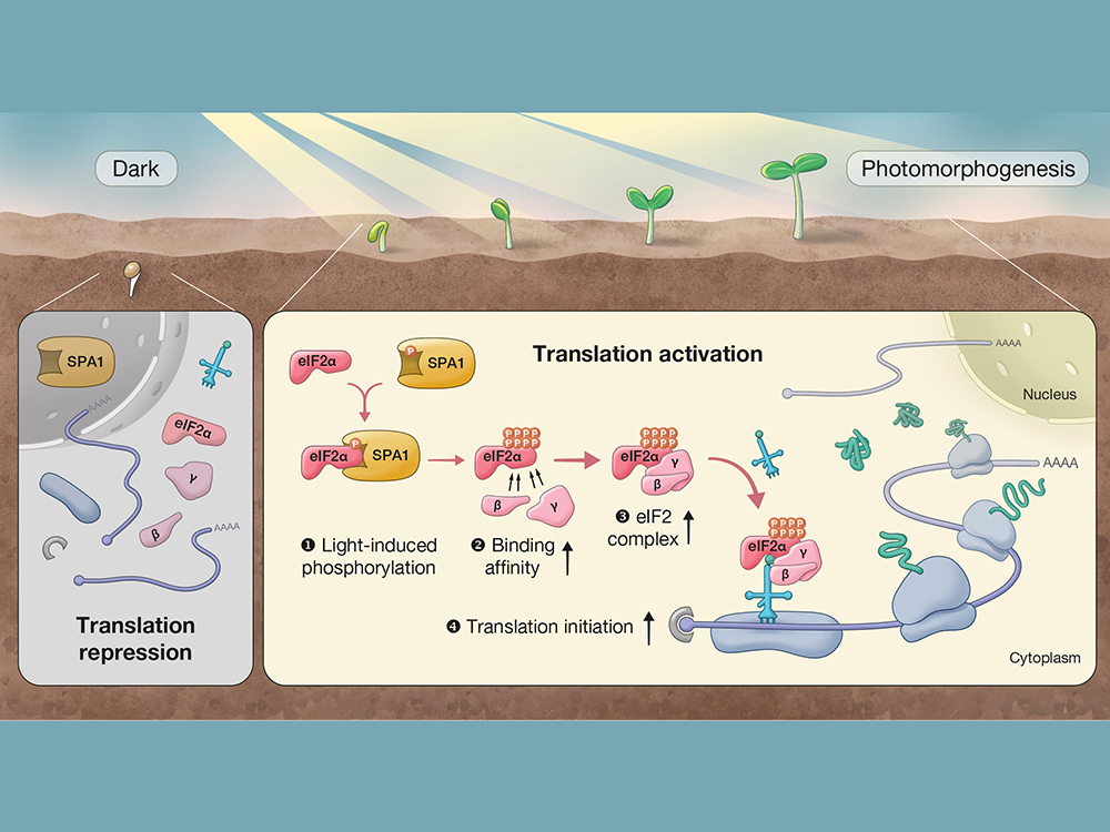 生化科技系助理教授鄭梅君團(tuán)隊(duì)發(fā)現(xiàn)植物特有的磷酸化機(jī)制能調(diào)節(jié)光照促進(jìn)的轉(zhuǎn)譯作用 成果發(fā)表於Nature Communications-封面圖