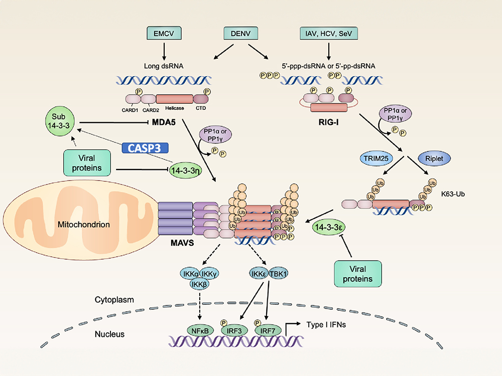 新研究揭示Caspase-3對(duì)於MDA5相關(guān)先天性抗病毒免疫反應(yīng)的時(shí)序性調(diào)節(jié)-封面圖